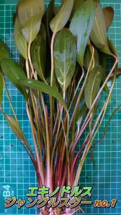 エキノドルス　ジャングルスター　no.1　水上葉~　15~20cm前後　3株 エキノドルス ジャングルスター no.1 水上葉~ 15~20cm前後 3株