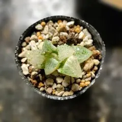 ハオルチア 春ピクタ錦