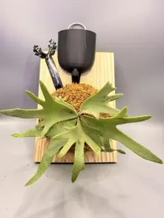 mos(迅速・丁寧発送)様 リクエスト 2点 まとめ商品