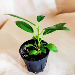 2025年最新】パンダガジュマル実生の人気アイテム - メルカリ