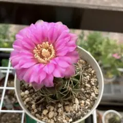 花サボテンのサムネイル