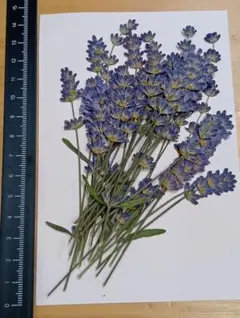 Item thumbnail for item cc81264c-7468-400a-a4e3-eceee1d01b0c