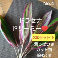 No.6【3本セット♪】ドラセナ ドリーミー♥️高さ約45cm - メルカリ