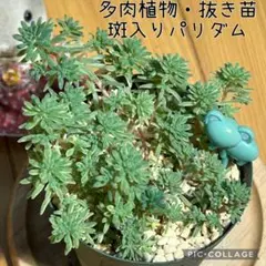 多肉植物　斑入りパリダム　抜き苗　根付き　ぞうさん
