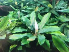 はまちゃん様 リクエスト 2点 まとめ商品