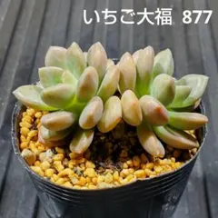 いちご大福 877 エケベリア 多肉植物 抜き苗