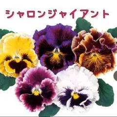 あちゃん様 リクエスト 2点 まとめ商品