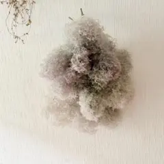 灯台守の植物園 ～herbier de brume～ ドライフラワー フライング