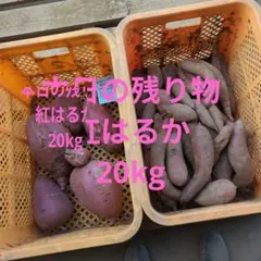 本日の残り物　紅はるか　20kg