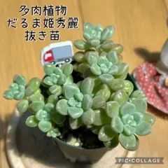 多肉植物 レッドベリー 抜き苗 根付き 7 - メルカリ