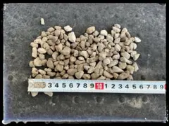 軽石 中粒 約2.2L（ネコポス満杯）　園芸　コケ　ミニテラ　少量のサムネイル