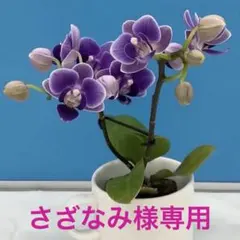 さざなみ様 リクエスト 2点 まとめ商品