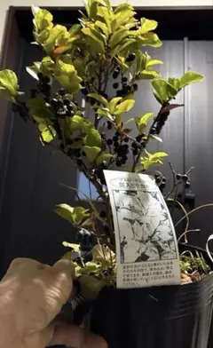 MAYUKI様 リクエスト 2点 まとめ商品