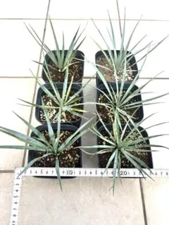 ロストラータ 鉢植え - メルカリ