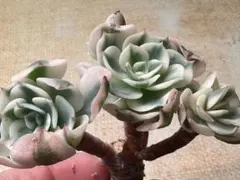 ソ*ー様 F2752新入荷　ルノーディーン錦　エケベリア　多肉植物　撮影3月27