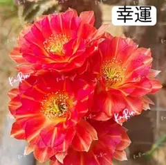 14-幸運 蕾あり 新品種花サボテン ロビビア属 複色咲 群開花 カキコ