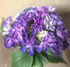 sako様 リクエスト 2点 まとめ商品