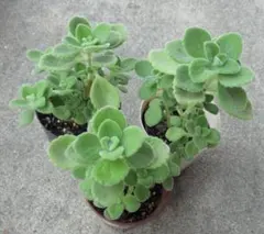 アロマティカス　抜き苗　3本