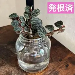 I発根済❣️ペリオニア　プルクラ　観葉植物⭐️パルダリウム　テラリウム　ビバリウム