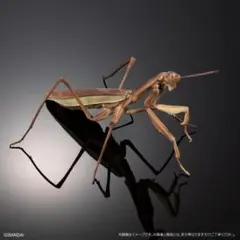 いきもの大図鑑アドバンス オオカマキリ 褐色型 ディスプレイスタンドセット