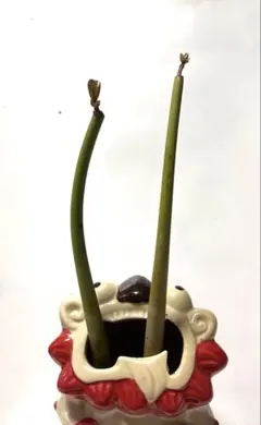 マングローブ植物　ヤエヤマメヒルギのサムネイル