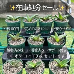 4月入荷 オテロイ 種子 12000粒 チタノタ アガベ アガベ・オテロイ(チタノタ・グリーン）2号ロングポット×3ポット