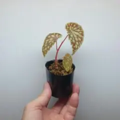 チガー様 リクエスト 2点 まとめ商品