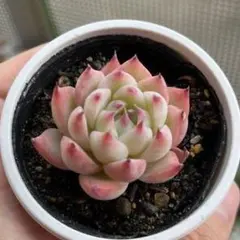 み*ん様 コロラータタパルパ　臼田リンゼアナ　ぼのぼのさん　土付き発送　多肉　ぼ ぼのぼのさん苗 コロラータタパルパ×臼田リンゼアナ