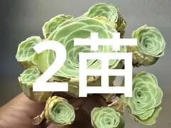 新入荷　新品種　グリーノビア　花束　アエオニウム　I苗　多肉植物　撮影6月8日