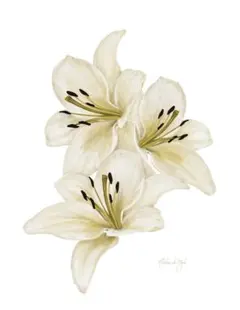 2025年最新】アロハデメレの人気アイテム - メルカリ