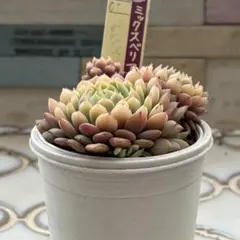 y*）様 ＊ちょこん　おらいさん苗　ミックスベリア