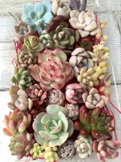 多肉植物カット苗詰め合わせセット③