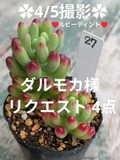 ダルモカ様 リクエスト 4点 まとめ商品