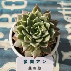 わかめ様 リクエスト 2点 まとめ商品