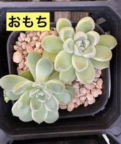 2025年最新】つぶつぶ屋の人気アイテム - メルカリ