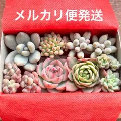 多肉植物　韓国苗　寄せ植え　詰め合せセット
