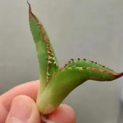 【BLACK FRIDAY】⑨活着　希少　アガべ　豆豆龍錦　覆輪斑　TC 安定株 BLACK FRIDAY】⑨活着 希少 アガべ 豆豆龍錦 覆輪斑 TC 安定株