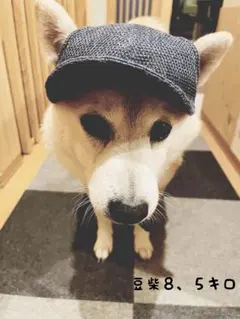 모자 전문점 코베도 펫 선바이저 데님 컬러 1회만 사용