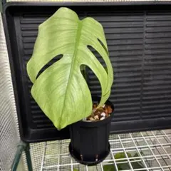 2025年最新】セブブルーミントの人気アイテム - メルカリ