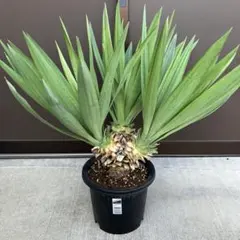 【rarara様専用 #25062】（3ヘッド）ユッカグロリオサ