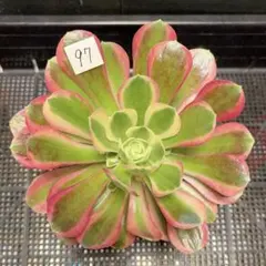 97#観葉植物アエオニウム錦❤️リバーストーン❤️ 1大頭7子芽18cm 拔き苗 97#観葉植物アエオニウム錦❤️リバーストーン❤️ 1大頭7子芽18cm 拔