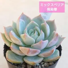 2025年最新】桃染華の人気アイテム - メルカリ