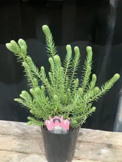 2026年最新】フィリカ プベッセンスの人気アイテム - メルカリ