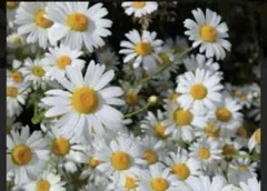 MEGUMI様 リクエスト 2点 まとめ商品