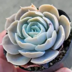 2026年最新】第四種郵便の人気アイテム - メルカリ