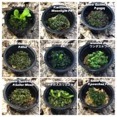 2025年最新】elsa ビカクシダの人気アイテム - メルカリ