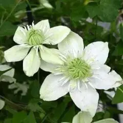 ひかる様 5苗 メルカリ便送料込 メルカリ、配送料金値上げ ネコポスは175円→210円 - Impress Watch