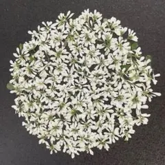 押し花素材 押し花