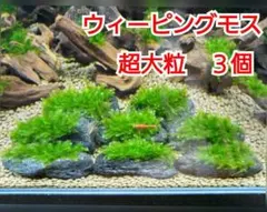 2026年最新】ADA 流木、の人気アイテム - メルカリ