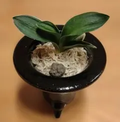 万年青 おもと 力和（りきわ）2才苗 美 優良株 黒楽鉢植え 2025年最新】万年青 力和の人気アイテム - メルカリ